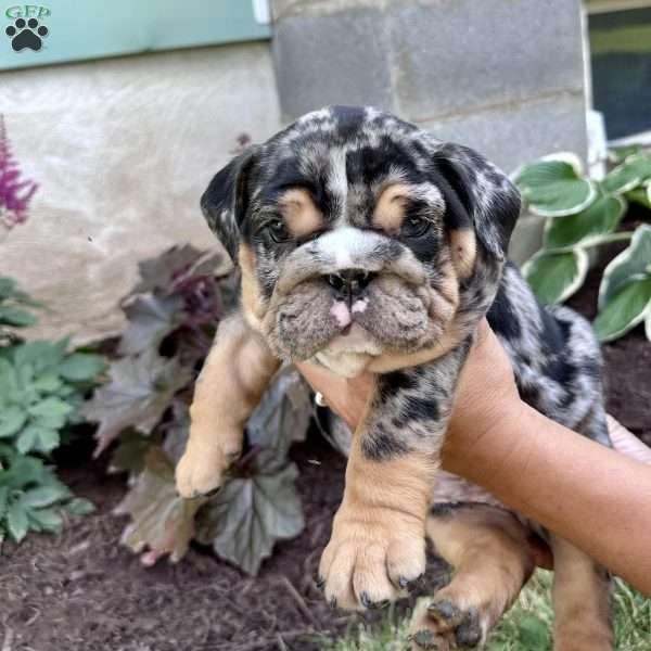 Jazzie, English Bulldog Puppy